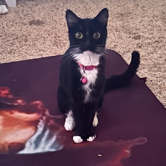 cokelcat